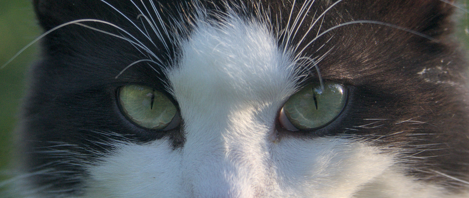 Le clan du chat